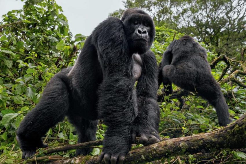 gorilla-trips-Rwanda.jpg